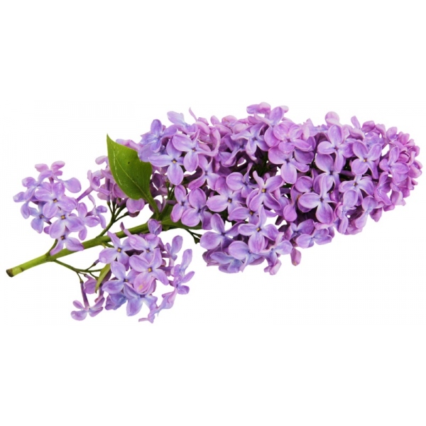 Sapun Lichid cu Parfum de Liliac Klintensiv - 5 litri 2